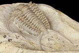 Rare, Gabriceraurus Trilobite Fossil - Wisconsin #161712-4